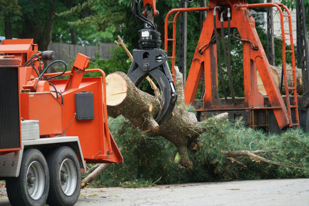 The Steps Involved in Our Tree Care Process in Choccolocco, AL